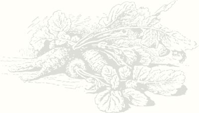 Random Radish Illustration